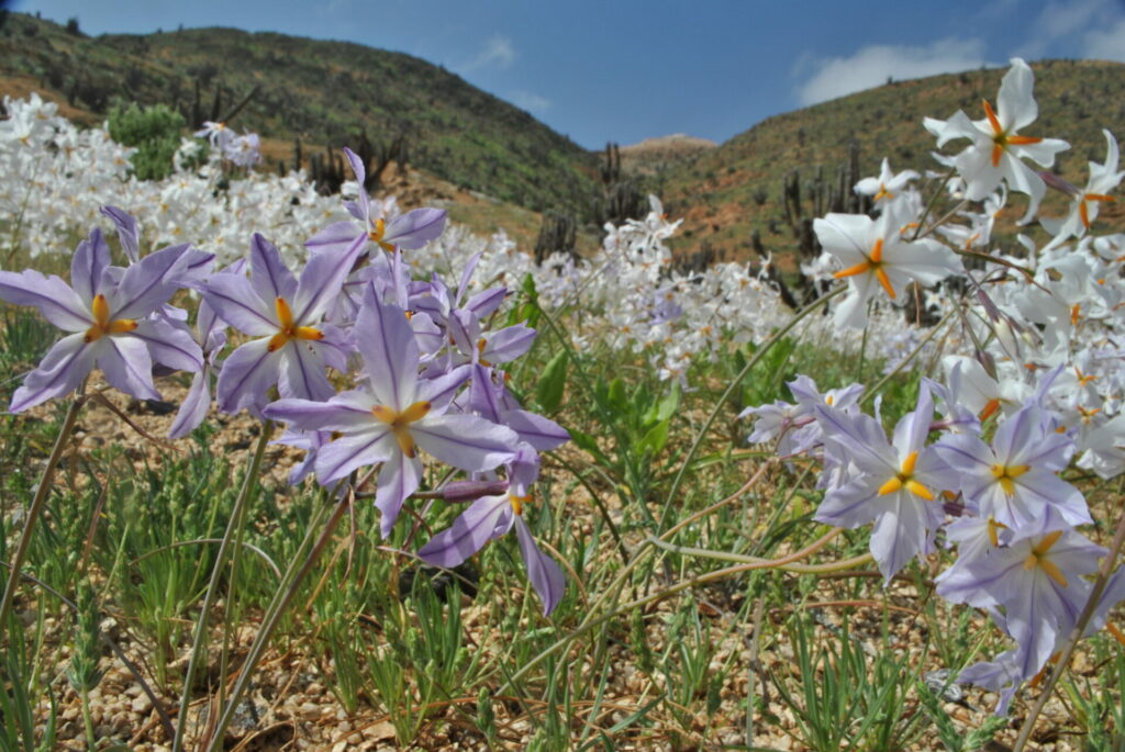 Parque Nacional Pan de Azúcar. Foto: Conaf