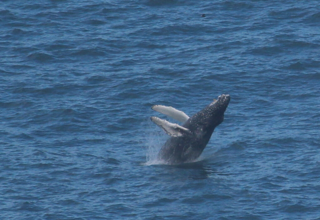 “Regalona”, la primera ballena jorobada avistada. Créditos Mario Cáceres