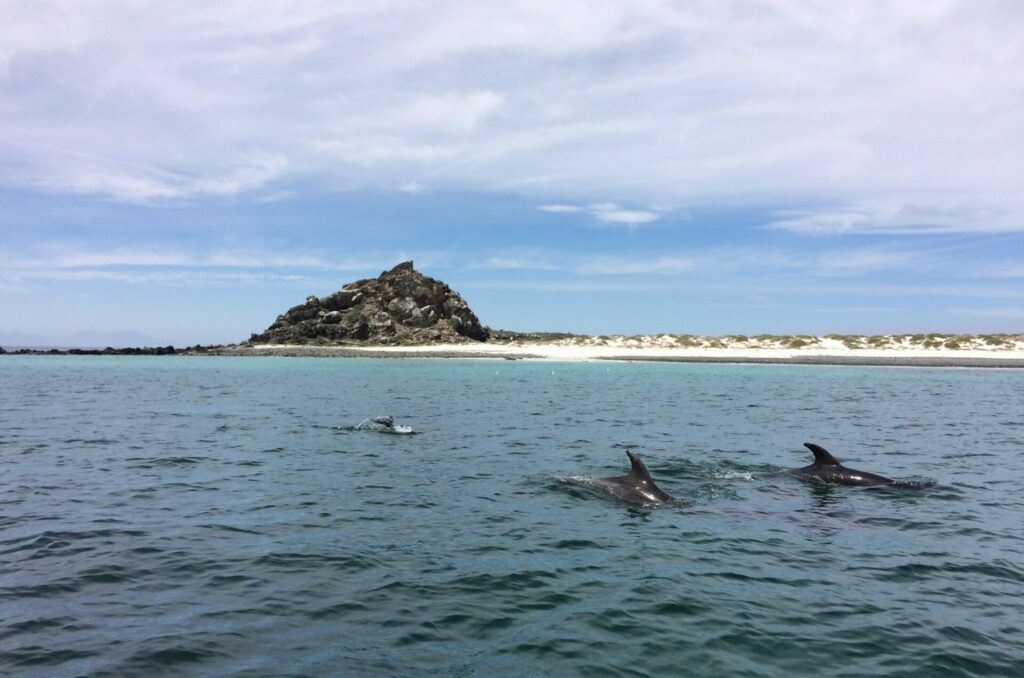 Reserva Marina Isla Choros - Damas. Foto: Tembeta