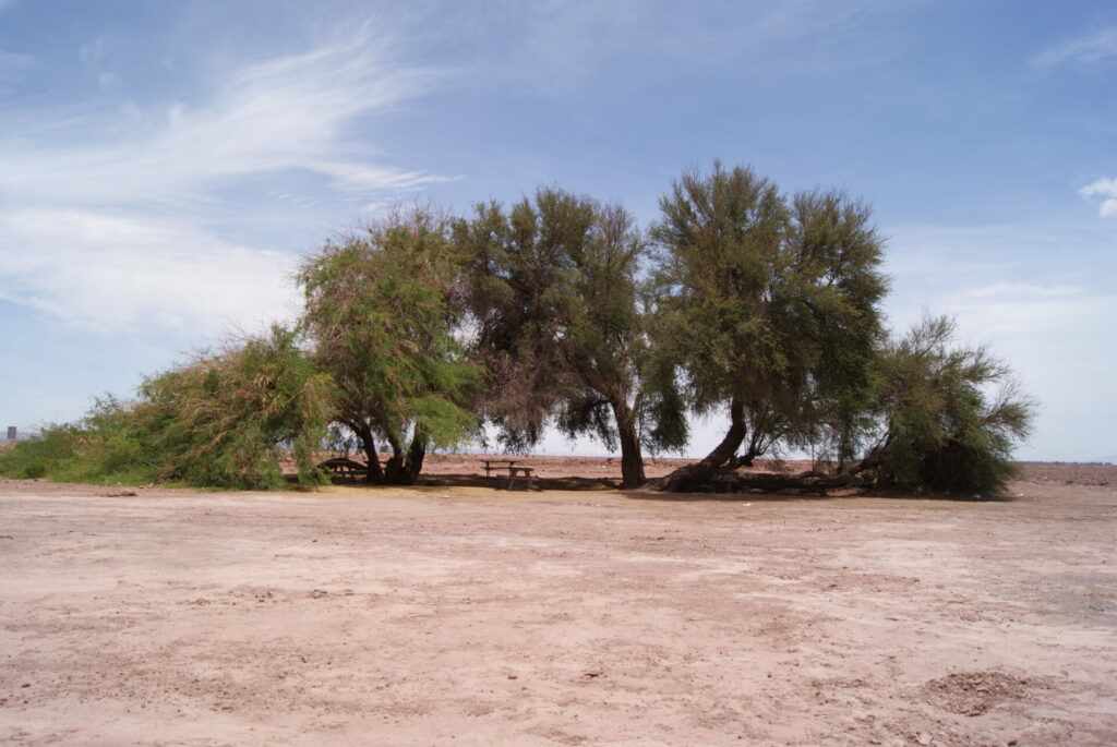 Reserva Nacional Pampa del Tamarugal. Foto: Conaf