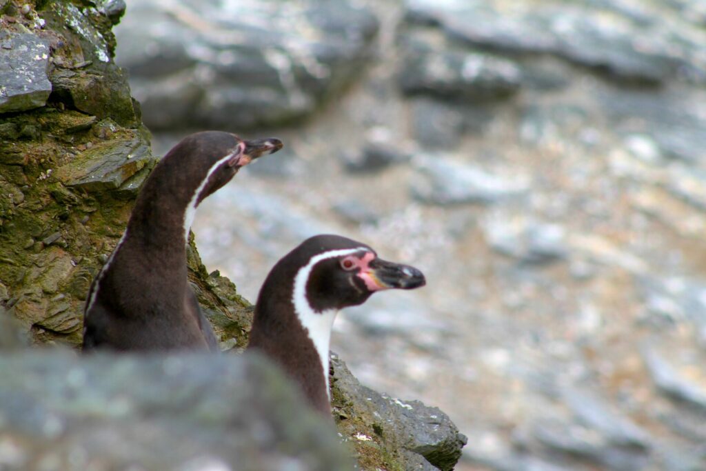 Reserva Nacional Pinguino de Humboldt. Foto: Conaf