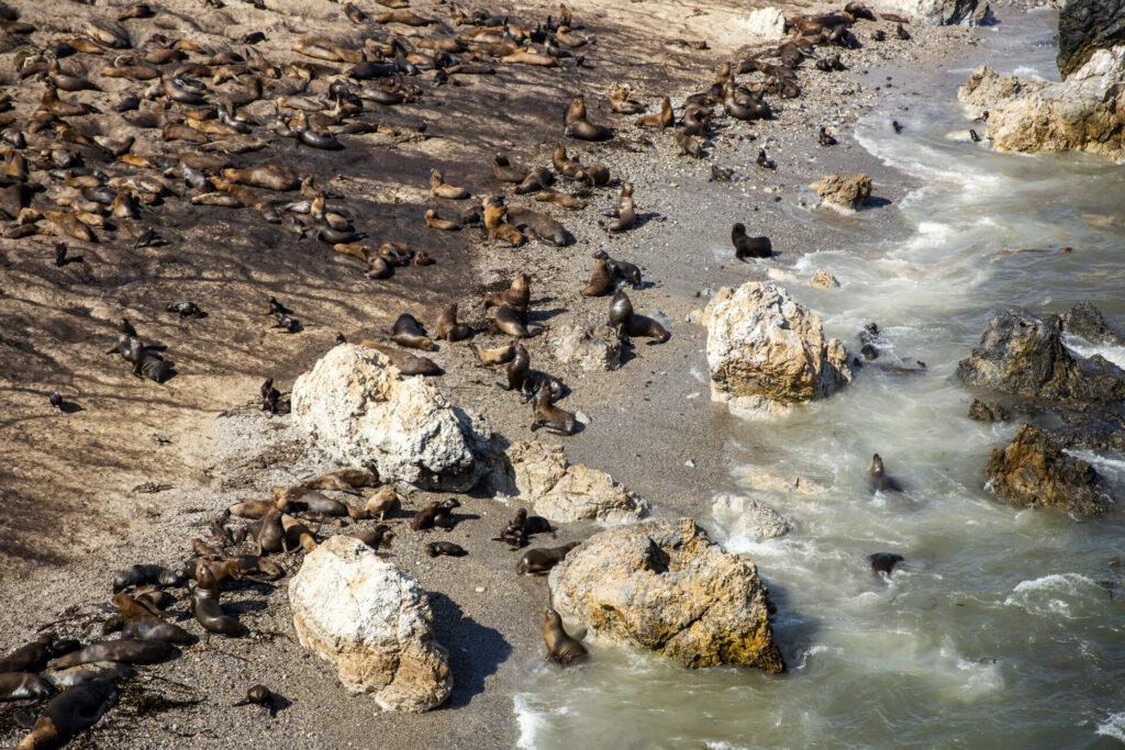 Lobos Marinos en Punta San Juan. Foto: Cortesía de Ana Elisa Sotelo