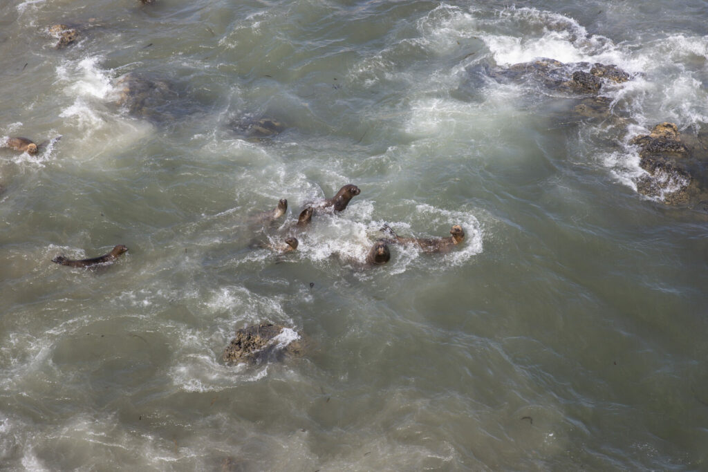 Punta San Juan es el hogar de miles de lobos marinos, pinguinos, aves guaneras, entre otras especies. Foto: Cortesía de Ana Elisa Sotelo