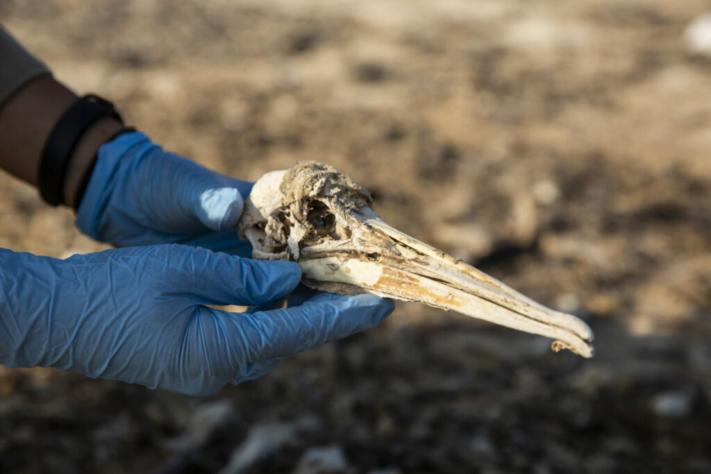 Aves muertas por la gripe aviar. Foto: Cortesía de Ana Elisa Sotelo