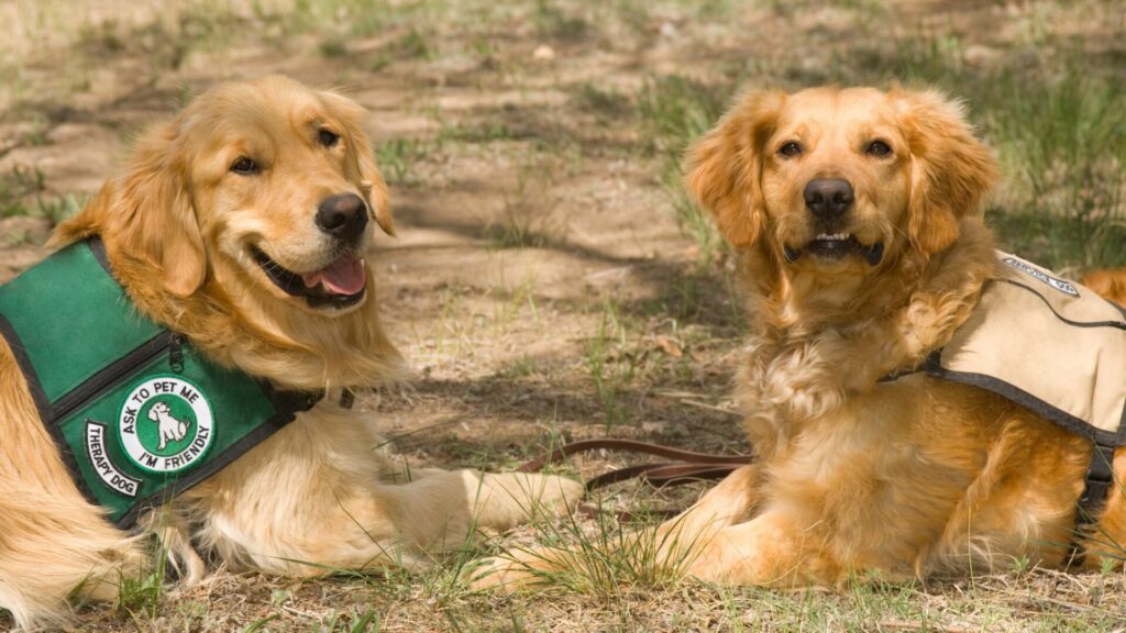 Terapia asistida con perros. Créditos: Chapin31.