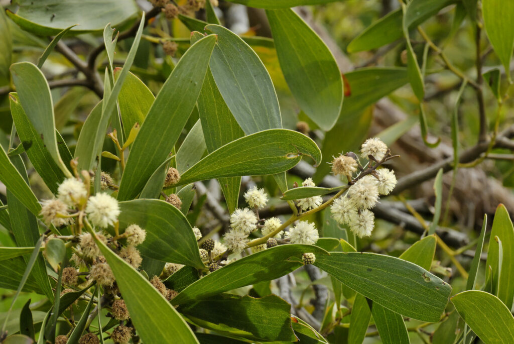 Acacia melanoxylon. Créditos: Tony Rodd.