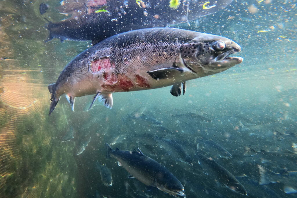 Salmoneras en jaulas