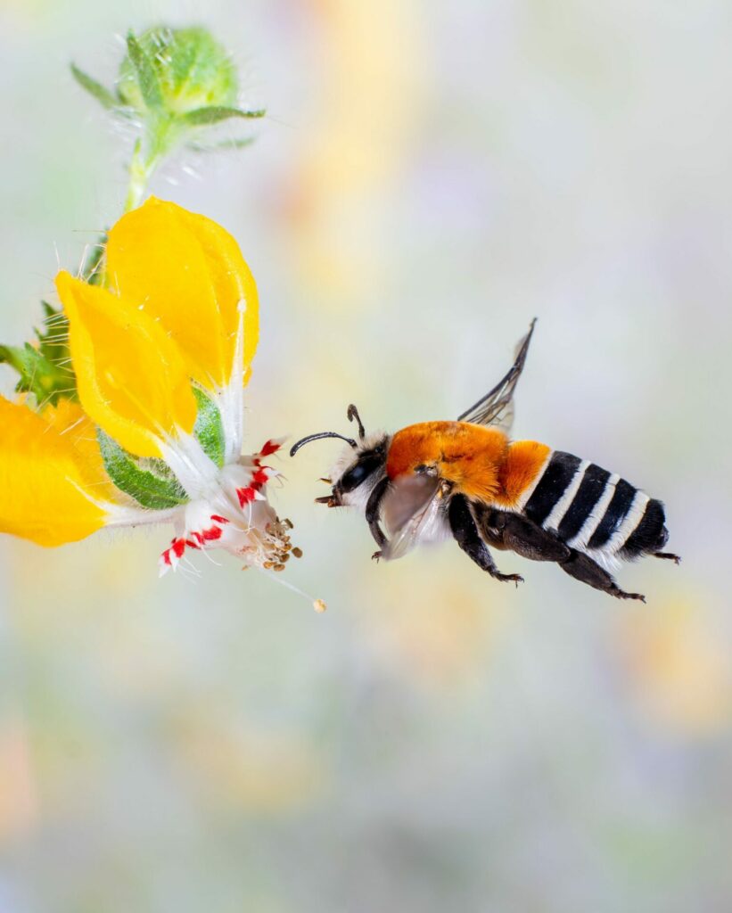 Abeja caupolicana (Caupolicana fulvicollis). Créditos: ©Cristobal Spratz - cortesía de Jane Goodall Chile