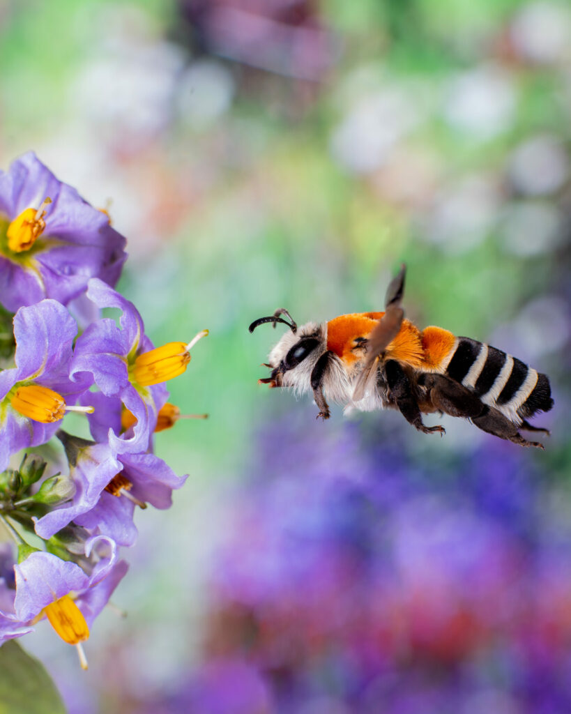 Abeja caupolicana (Caupolicana fulvicollis). Créditos: ©Cristobal Spratz - cortesía de Jane Goodall Chile