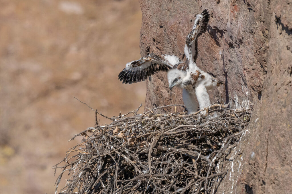 Aguila mora (Geranoaetus melanoleucus) y su cría. Créditos: ©Jean Paul de la Harpe