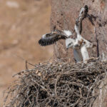 Aguila mora (Geranoaetus melanoleucus) y su cría. Créditos: ©Jean Paul de la Harpe