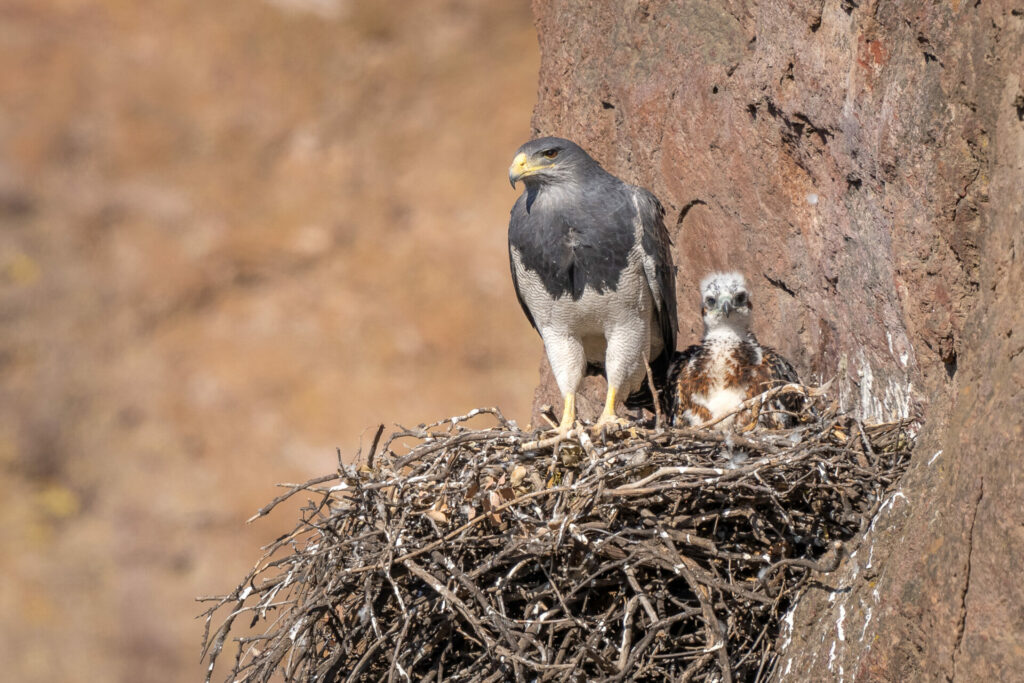 Aguila mora (Geranoaetus melanoleucus) y su cría. Créditos: ©Jean Paul de la Harpe