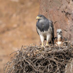 Aguila mora (Geranoaetus melanoleucus) y su cría. Créditos: ©Jean Paul de la Harpe