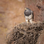 Aguila mora (Geranoaetus melanoleucus) y su cría. Créditos: ©Jean Paul de la Harpe