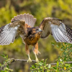 Aguilucho (Geranoaetus polyosoma). Créditos: ©Jean Paul de la Harpe