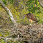 Aguilucho (Geranoaetus polyosoma). Créditos: ©Jean Paul de la Harpe