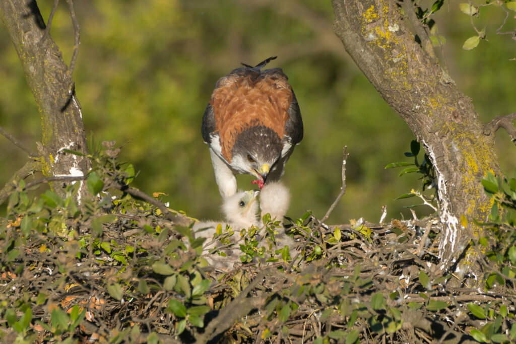 Aguilucho (Geranoaetus polyosoma) y su cría. Créditos: ©Jean Paul de la Harpe