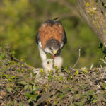 Aguilucho (Geranoaetus polyosoma) y su cría. Créditos: ©Jean Paul de la Harpe