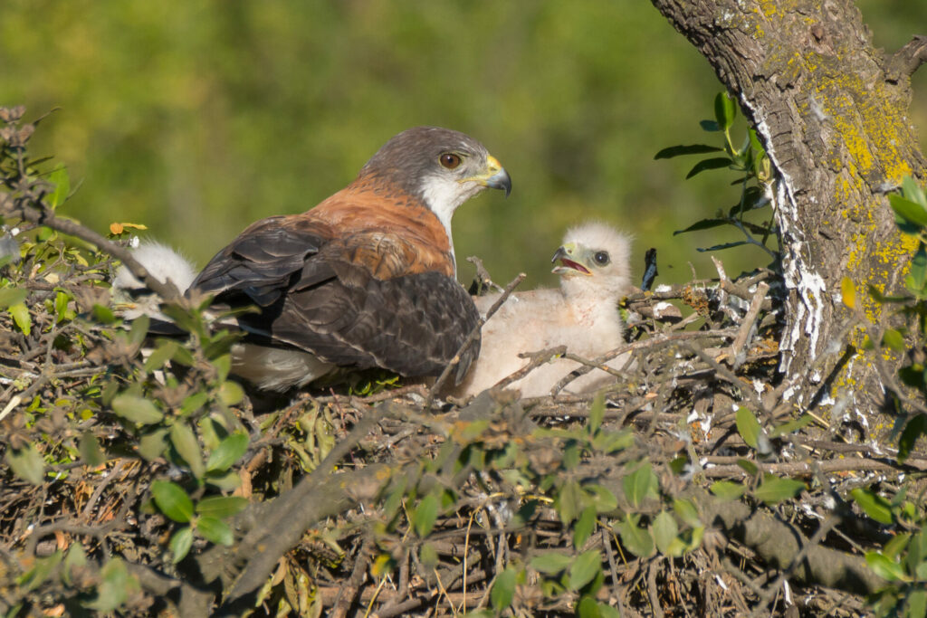 Aguilucho (Geranoaetus polyosoma) y su cría. Créditos: ©Jean Paul de la Harpe