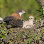 Aguilucho (Geranoaetus polyosoma) y su cría. Créditos: ©Jean Paul de la Harpe