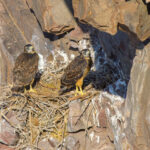 Aguiluchos (Geranoaetus polyosoma). Créditos: ©Jean Paul de la Harpe