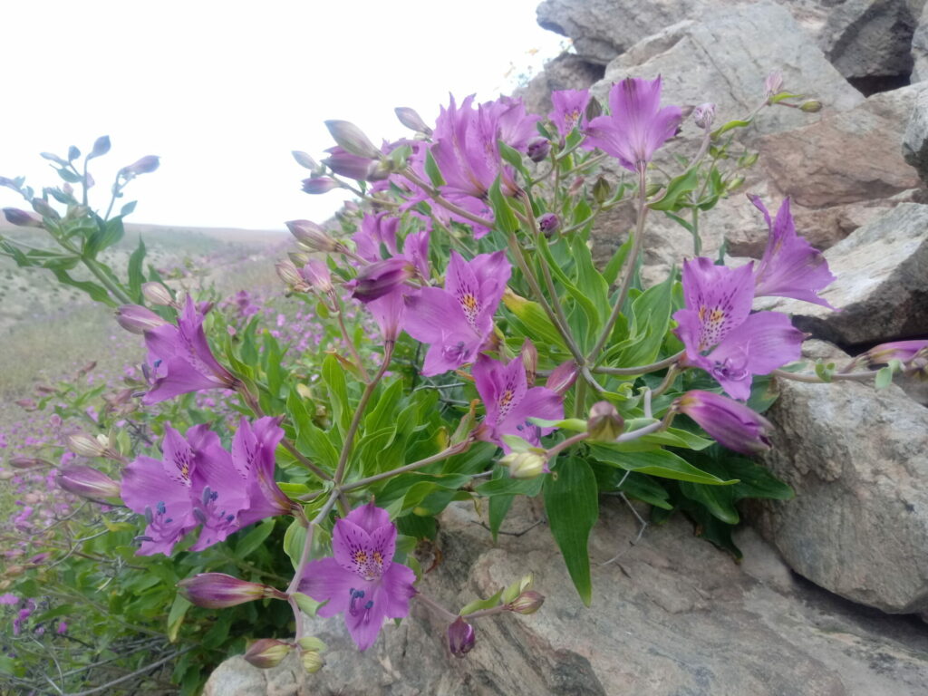 Alstroemeria violacea. Créditos: Danplant.