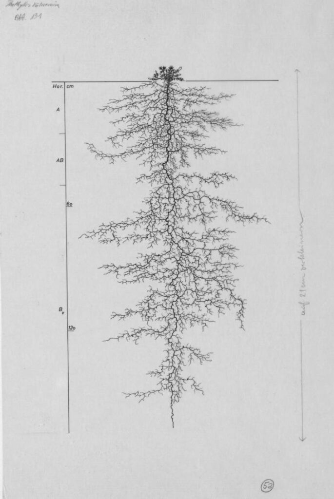 Anthyllis vuneraria