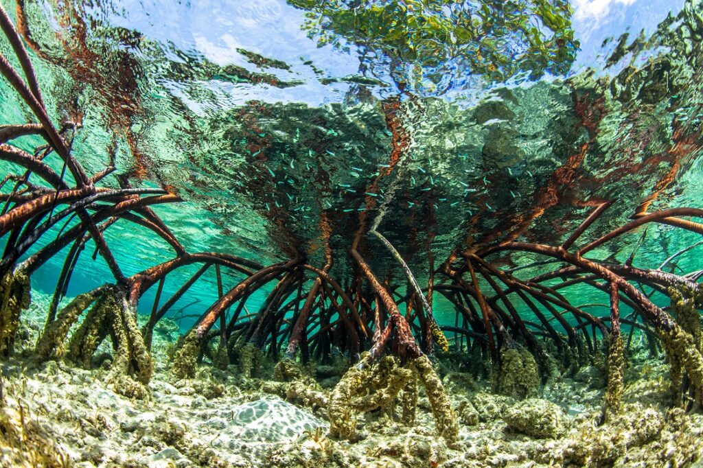 Fotografía submarina de un manglar en claras aguas tropicales con cielo azul de fondo cerca de Staniel Cay, Exuma, Bahamas