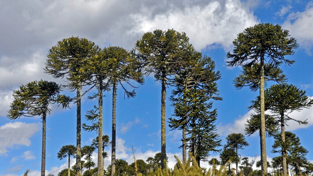 Araucarias. Créditos: Ivankonar.