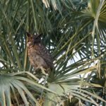 aves-banos-de-la-estrella