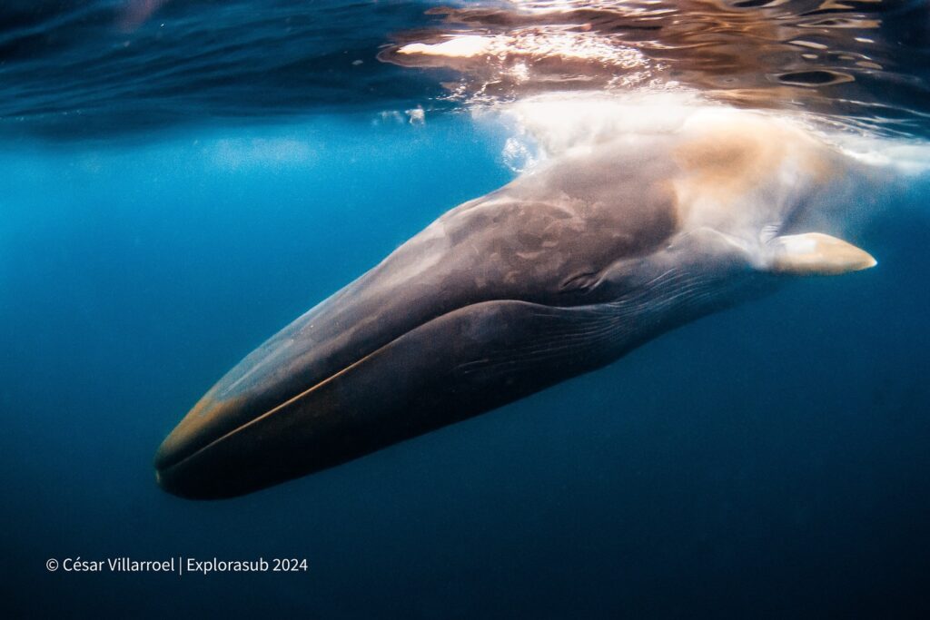 Ballena Fin - César Villarroel