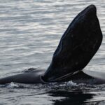 Ballena Franca austral - César Villarroel