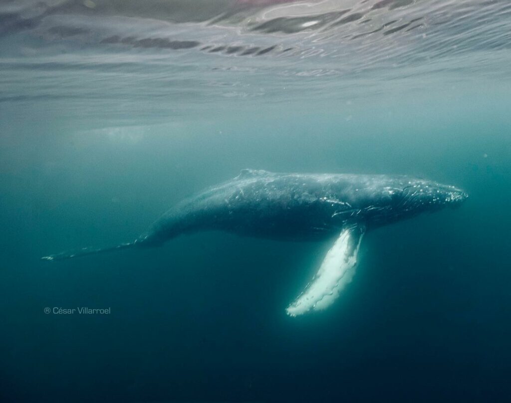 Ballena Jorobada - César Villarroel