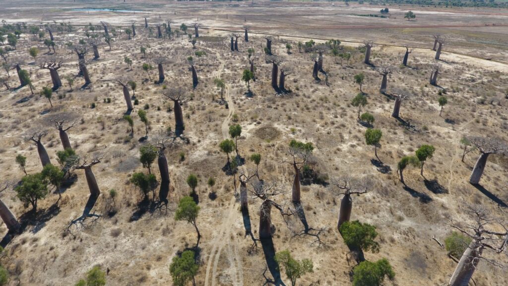 Bosque de baobas en Madagascar