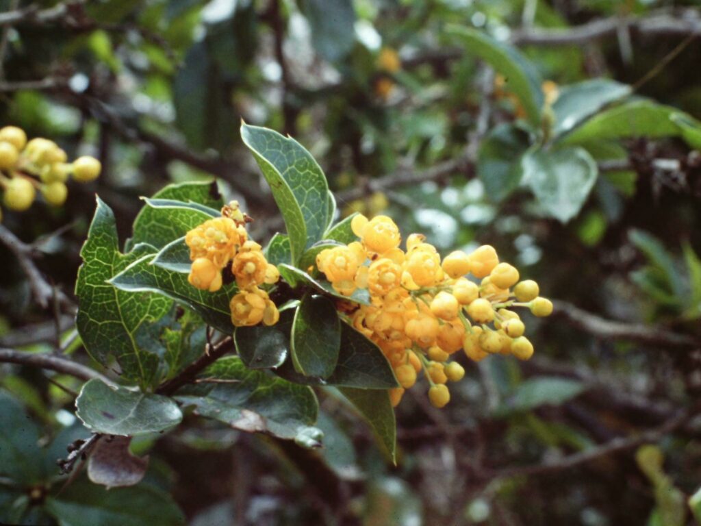 Berberis litoralis. Créditos: Cristian Estades.