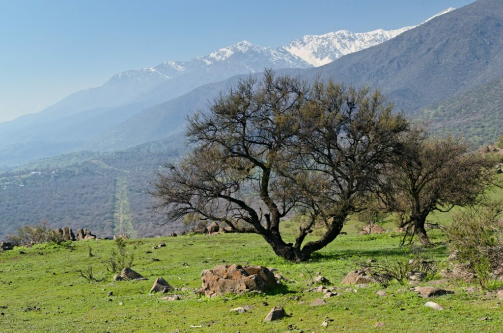 Bosque Panul, desde cerro Santa Rosa