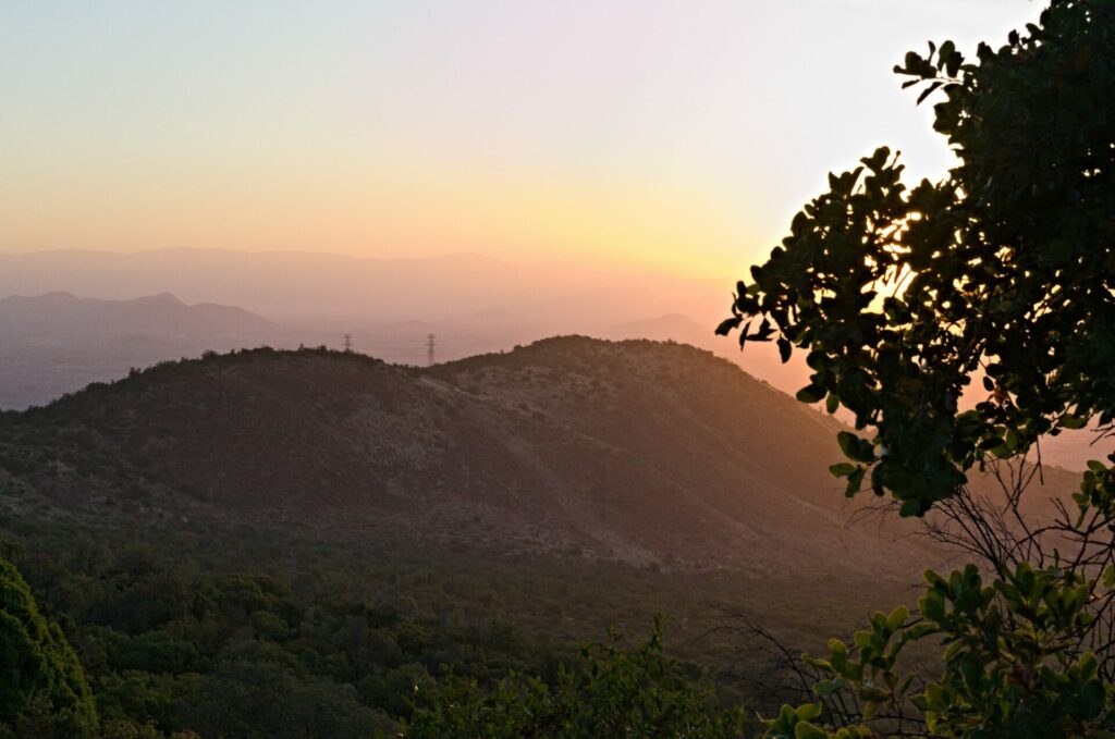 Bosque Panul, desde cerro Santa Rosa