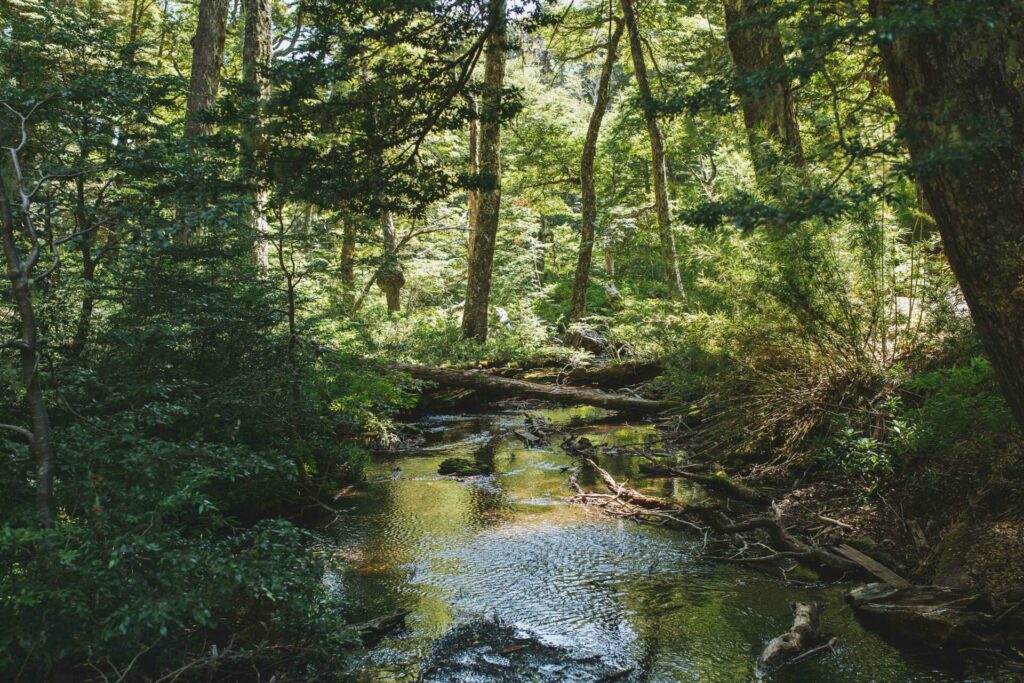 Bosque al sur de Chile. Créditos: Amelia Ortúzar.