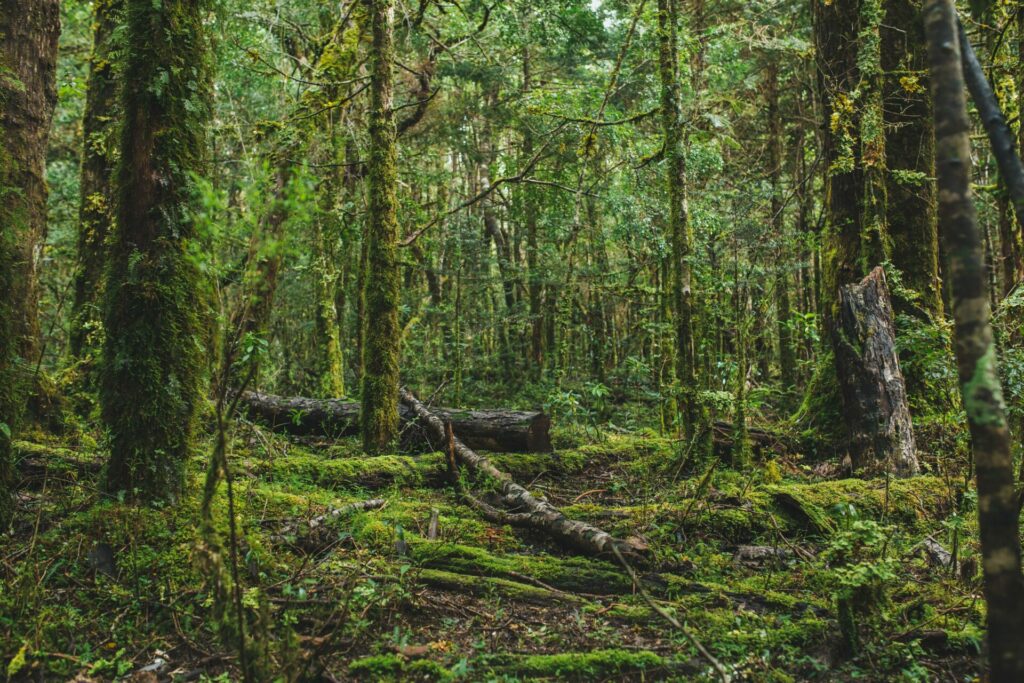 Bosque al sur de Chile. Créditos: Amelia Ortúzar.