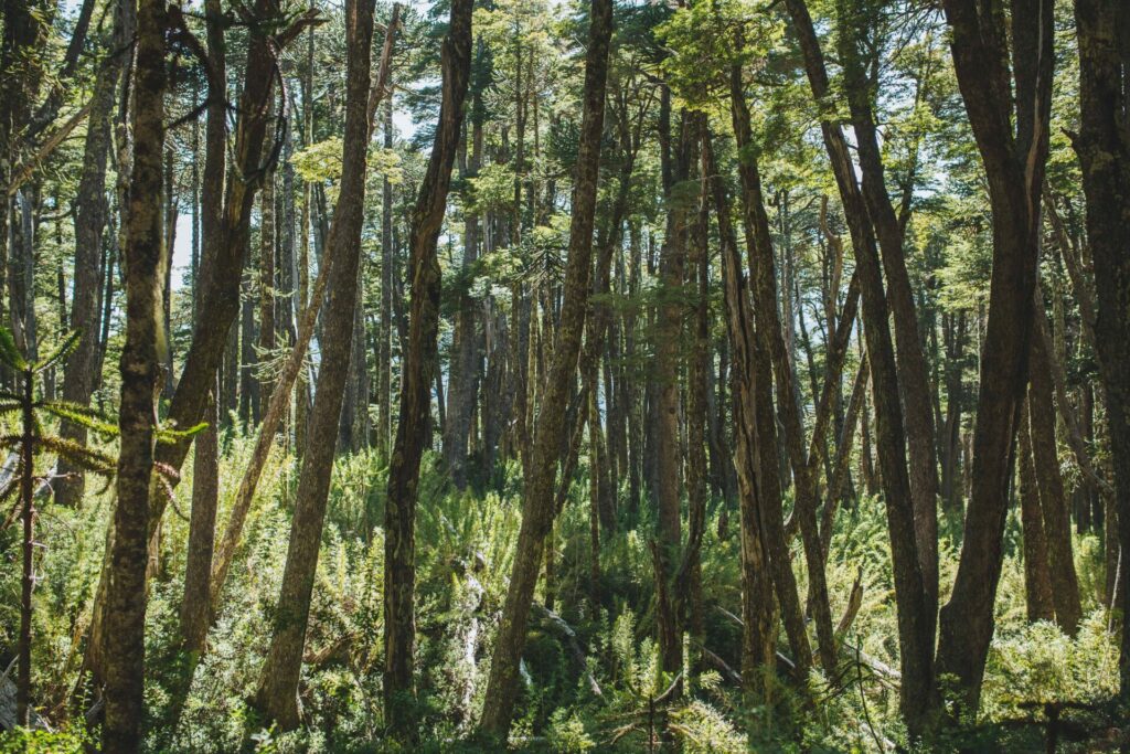 Bosque al sur de Chile. Créditos: Amelia Ortúzar.