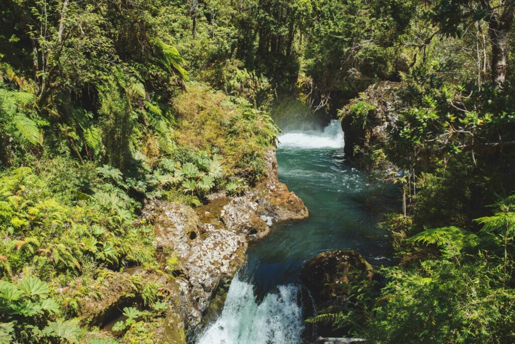 Bosque al sur de Chile. Créditos: Amelia Ortúzar.