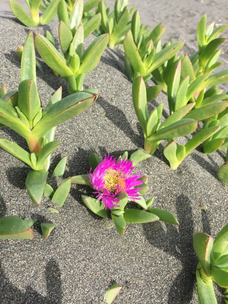 Doca chilena (Carpobrotus chilensis). Créditos: ©Mataquito Humedal Costero