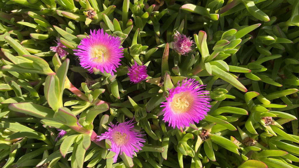 Doca africana (Carpobrotus edulis). Créditos: ©Tamara Núñez