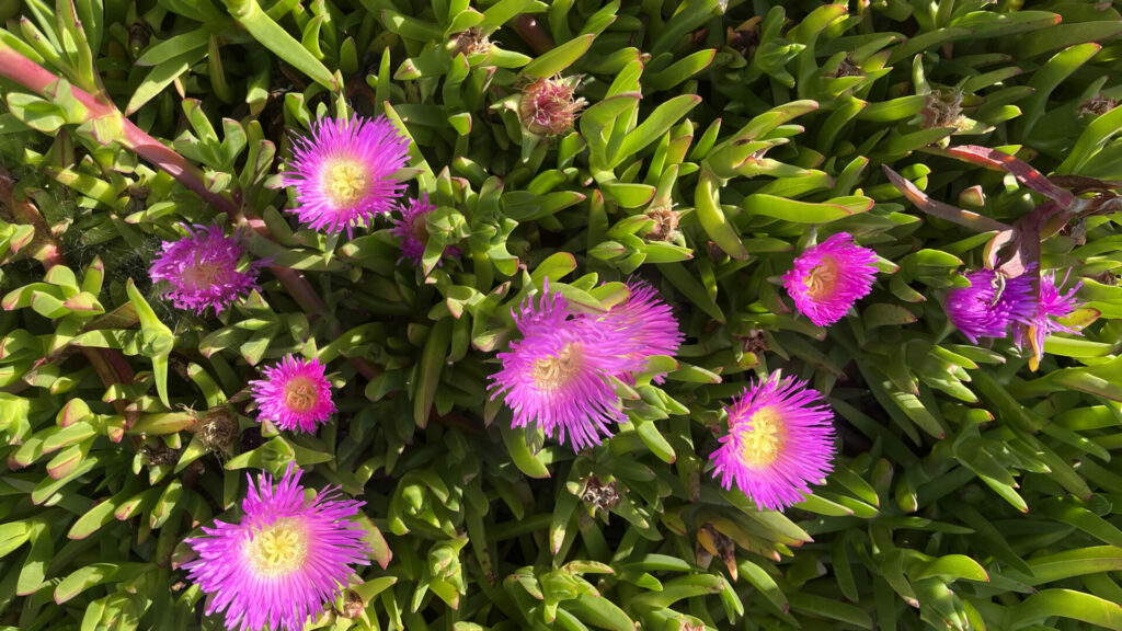 Doca africana (Carpobrotus edulis). Créditos: ©Tamara Núñez