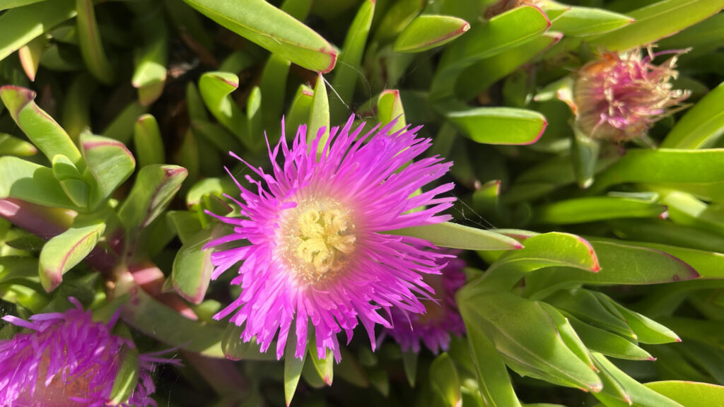 Doca africana (Carpobrotus edulis). Créditos: ©Tamara Núñez