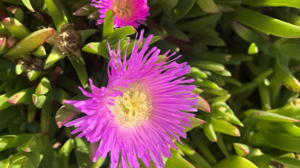 Doca africana (Carpobrotus edulis). Créditos: ©Tamara Núñez