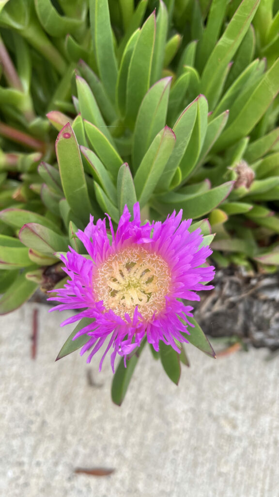 Doca africana (Carpobrotus edulis). Créditos: ©Tamara Núñez