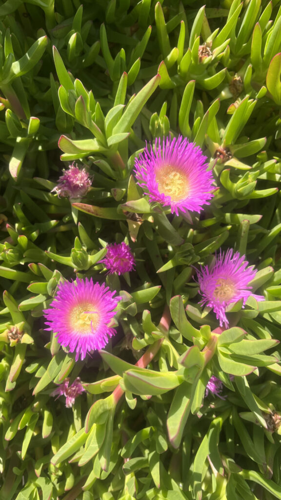 Doca africana (Carpobrotus edulis). Créditos: ©Tamara Núñez