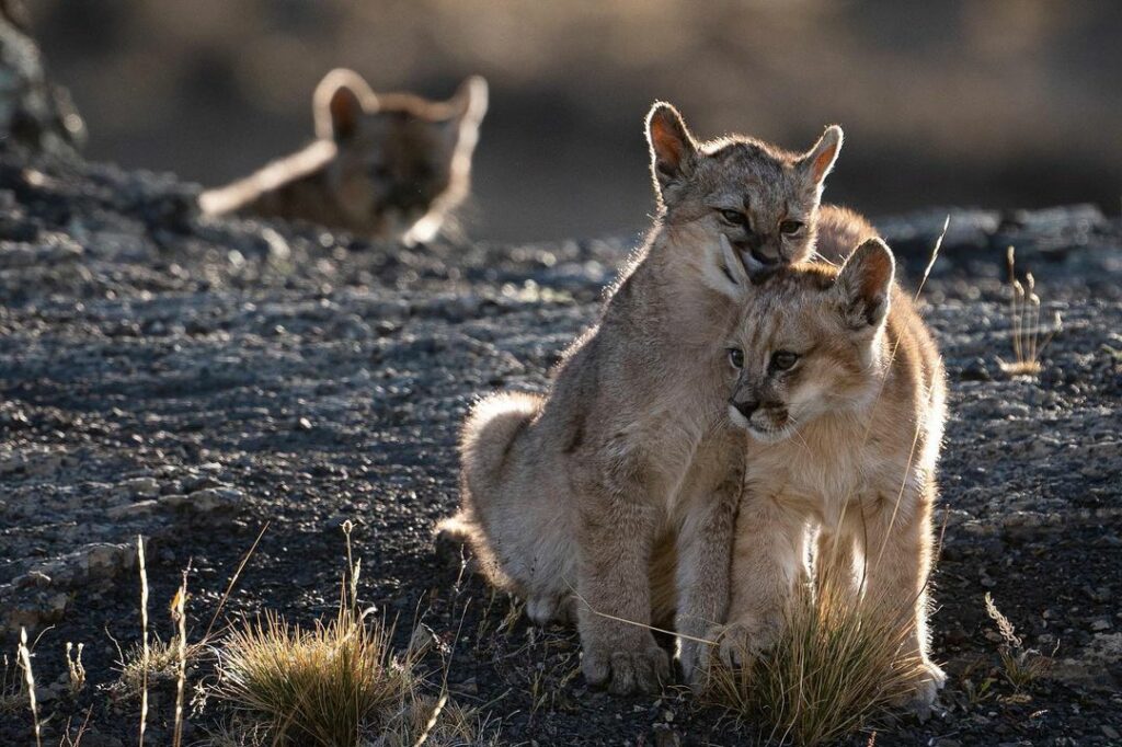 Cachorros de puma. Créditos: Kendra Ivelic