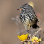 Cachudito del norte (Anairetes flavirostris). Créditos Chile Birds.